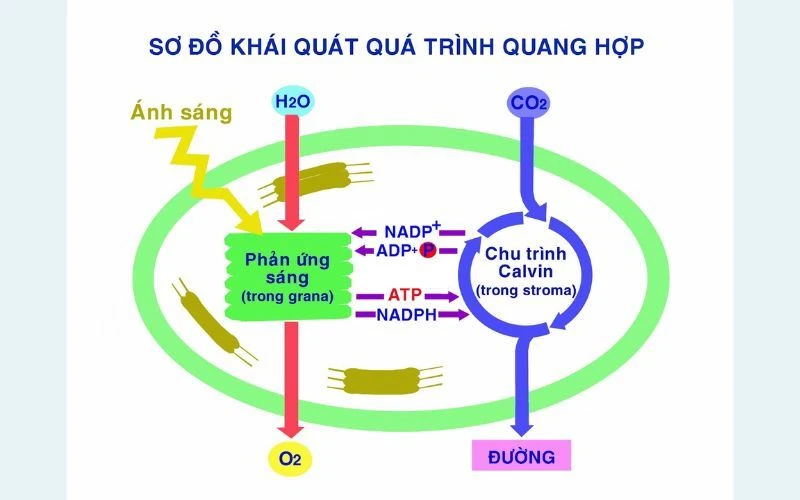 Quang hợp là gì​